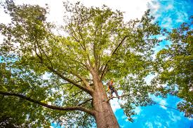 Best Tree Disease Treatment  in Waymart, PA