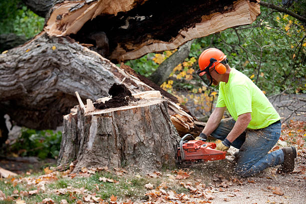 Best Tree Preservation Services  in Waymart, PA